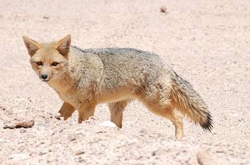 ... und Wstenfuchs ...