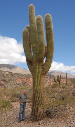Kakteen werden hier bis zu 10 m hoch ...