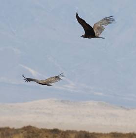 Kondor: bis zu 3 Meter Flgelspannweite ...