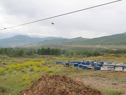 Bienen und Bienenfresser ...