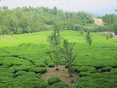 Teefelder bei Rize