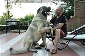 Kangal einer Freundin in Alanya: Ein wahrer Freund, nach 8 Monaten wieder erkannt und freundlich begrt ...