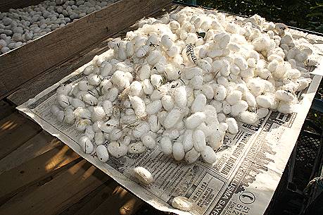 Seidenraupen Kokons ...