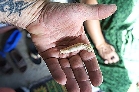 ... und zugehrige Raupe ...