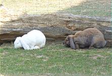 Die beiden haben die Ruhe weg ...