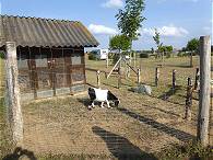 Ein Streichelzoo fr Kinder ...