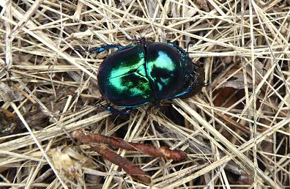 ... und auch die Natur noch echt vielfltig ...