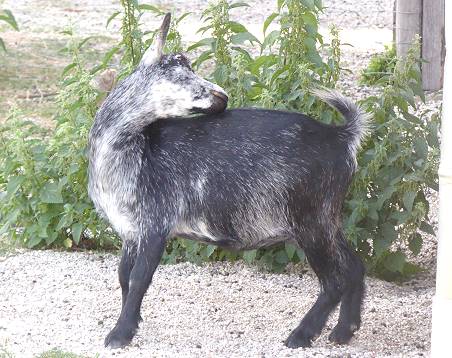 Lsst der sich auch streicheln?