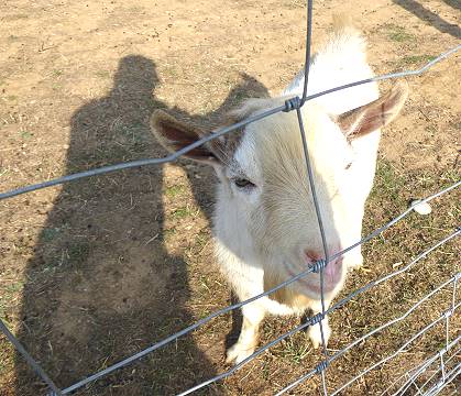 Und der mchte nicht nur gestreichelt werden!