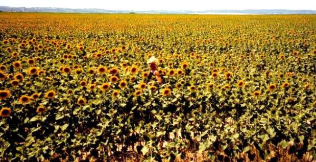 Wer ist die Sonnenblume in der Bildmitte?