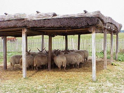 Ungarische Schafe ...