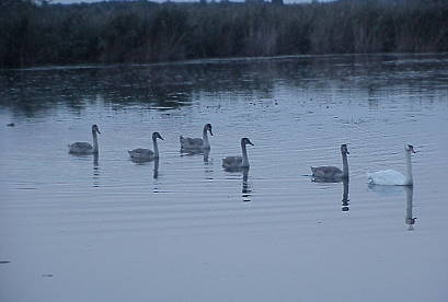 Schwanfamilie in Lipot ...