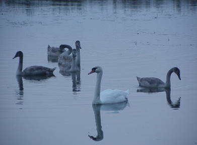 ... mit knsterlisch wertvollen Einlagen ...