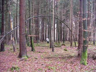 Bild #4: Ausflug ins Blair Witch Project auf dem Weg zum Punkt ... Bild #4: Ausflug ins Blair Witch Project auf dem Weg zum Punkt ...