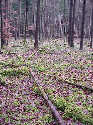 Wo lauert die Hexe von Blair ..?