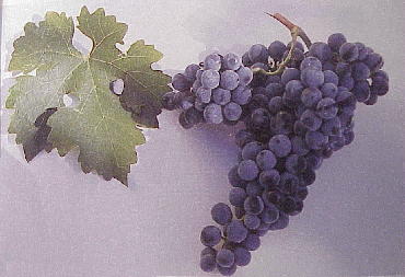 Weltstar: Cabernet Sauvignon ...