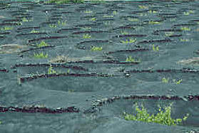 ... eine in Europa einzigartige und ertragsarme Anbauweise ...