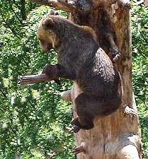 Kleiner Br will hoch hinaus