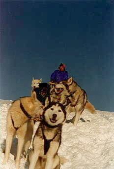 Siberian Huskies: Ein kurzer Fotostopp geht immer!