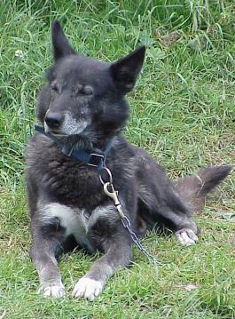 ... so sind wir doch alle Schlittenhunde