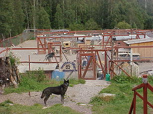 Unsere Huskies erwarten Sie schon ...