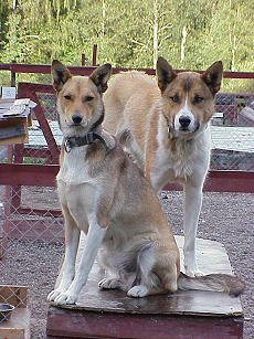 Ich glaub', selbst als Models machen wir Karriere! Ich glaub', selbst als Models machen wir Karriere!