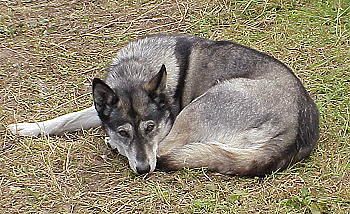 Ach, lasst mich doch in Ruhe, ich bin in Rente ... Ach, lasst mich doch in Ruhe, ich bin in Rente ...