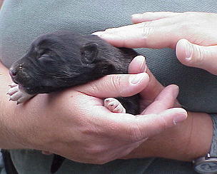 ... der Kleine ist doch schon ganz der Papa! ... der Kleine ist doch schon ganz der Papa!