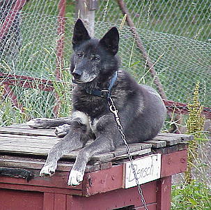 ... und ich bin der Boss ... ... und ich bin der Boss ...