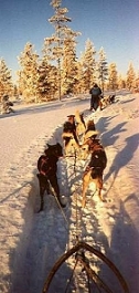 Mit den Huskies im Fjll